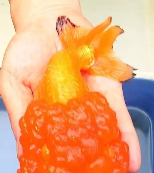 如何正确饲养武汉猫狮？（宠爱你的毛茸茸小伙伴，从喂食到健康管理全面指导！）