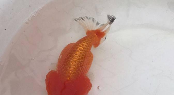 如何正确饲养武汉猫狮？（宠爱你的毛茸茸小伙伴，从喂食到健康管理全面指导！）