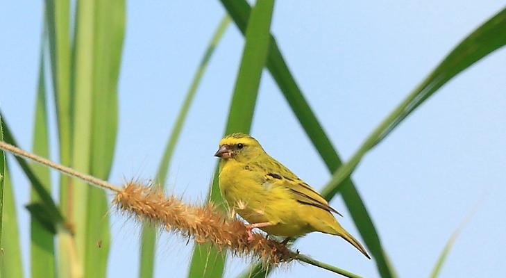 金丝雀宠物饲养全指南（如何给金丝雀提供最佳生活环境和食品）