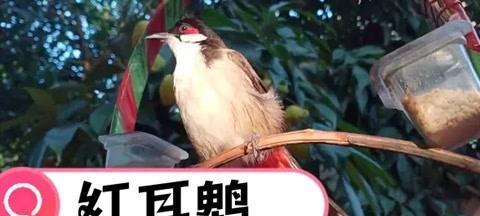红耳鹎饲养全攻略（了解红耳鹎，打造幸福宠物生活）
