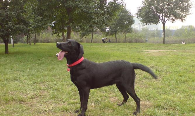 如何饲养平毛寻回猎犬——一份详尽指南（以宠物为主，从喂养、训练到照顾全面解析）