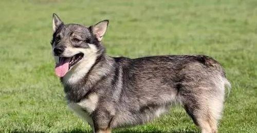 《瑞典柯基犬的饲养全指南》（做一个负责任的柯基犬主人，享受与犬友的美好时光）