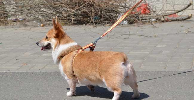 《瑞典柯基犬的饲养全指南》（做一个负责任的柯基犬主人，享受与犬友的美好时光）