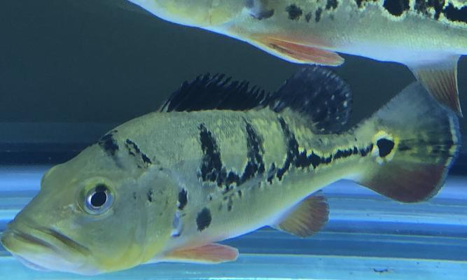 以眼斑鲷的饲养方法（打造宠物天堂，让你的以眼斑鲷健康成长）