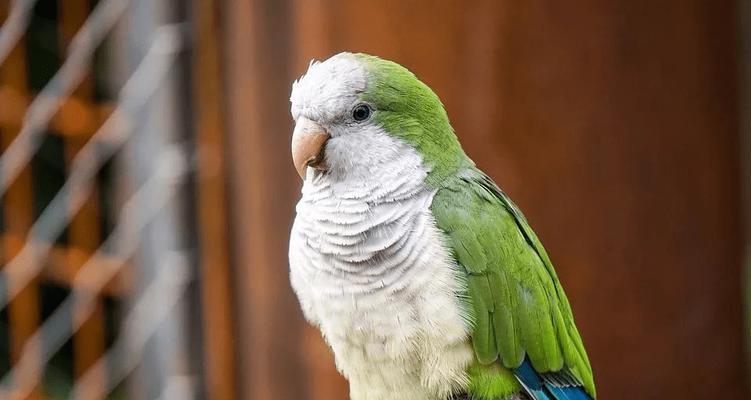 饲养绿颊锥尾鹦鹉的秘籍（掌握正确的喂食、栖息、护理技巧，让它们健康快乐地成长）