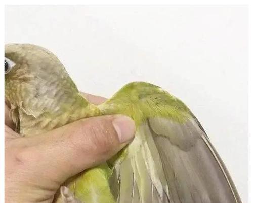 饲养绿颊锥尾鹦鹉的秘籍（掌握正确的喂食、栖息、护理技巧，让它们健康快乐地成长）