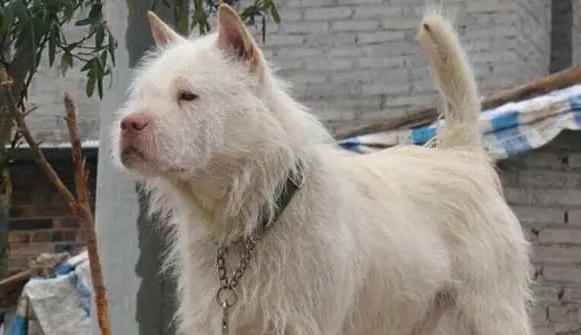 司犬饲养全攻略（打造最佳宠物伙伴，从司犬开始！）