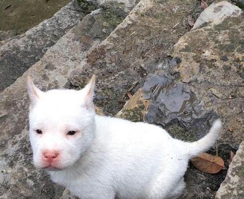司犬饲养全攻略（打造最佳宠物伙伴，从司犬开始！）
