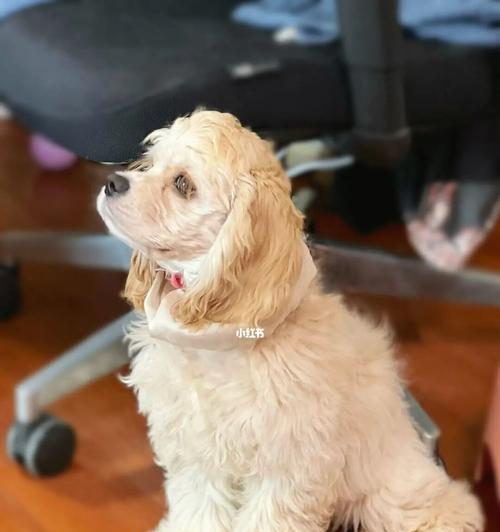 如何正确饲养可卡犬（打造健康快乐的宠物生活）
