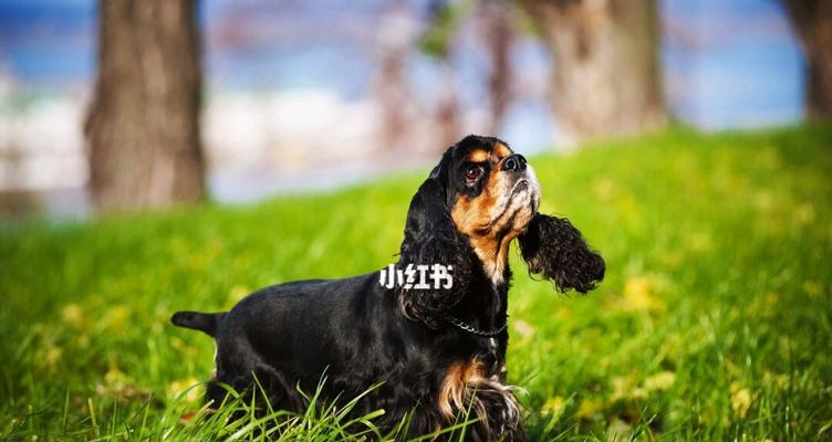 如何正确饲养可卡犬（打造健康快乐的宠物生活）