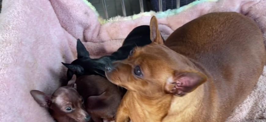 如何正确饲养小鹿犬？（小鹿犬的品种特征和饲养要点）