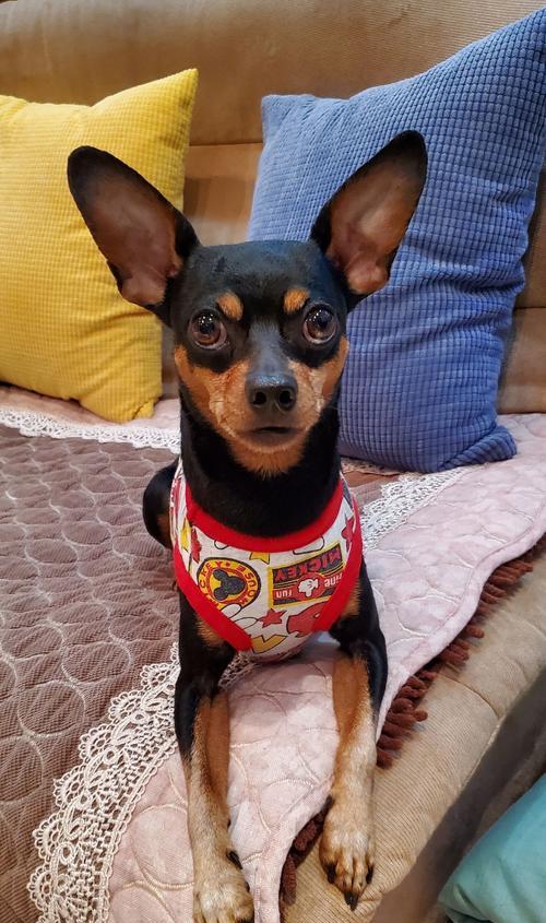 如何正确饲养小鹿犬？（小鹿犬的品种特征和饲养要点）