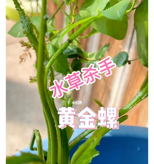 如何饲养黄金螺（宠物黄金螺的饲养技巧及注意事项）