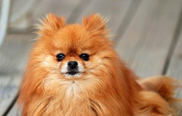中小型犬的饲养全攻略（以宠物为主，让你成为专业养犬家）