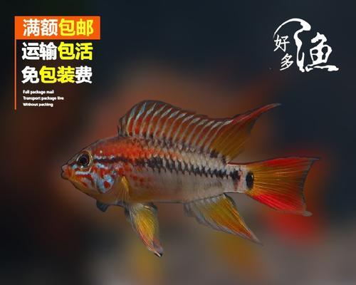 以黄金短鲷为宠物的养殖方法（掌握黄金短鲷饲养技巧，让您的宠物健康成长）