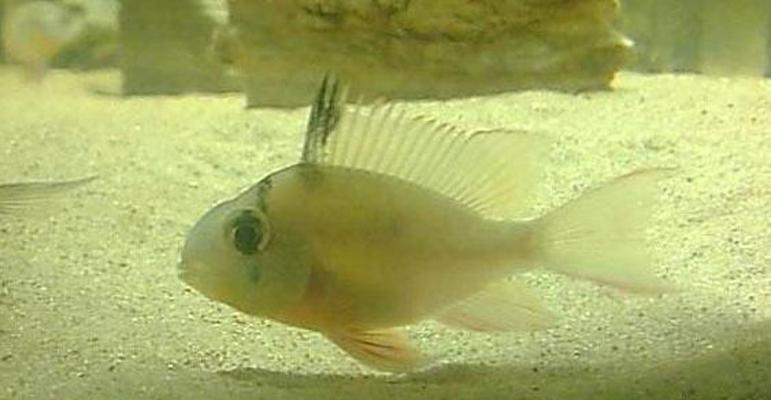 以黄金短鲷为宠物的养殖方法（掌握黄金短鲷饲养技巧，让您的宠物健康成长）