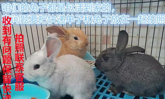如何科学饲养以齐兴肉兔（掌握宠物养殖技巧，创造收益新模式）