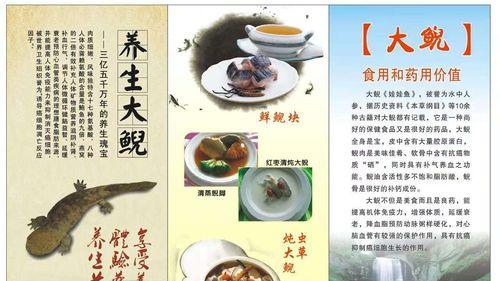 以宠物为主，打造温馨家庭（以宠物为主，打造温馨家庭）