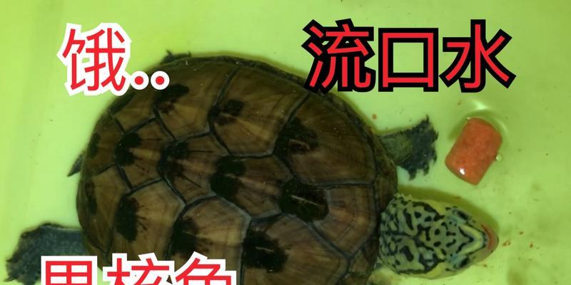 如何饲养果核泥龟（以宠物为主，让你的果核泥龟健康快乐成长）