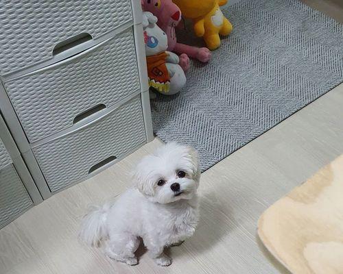 如何合理养护你的棉花面纱犬？（从喂养到训练，全面解析犬的养护技巧）