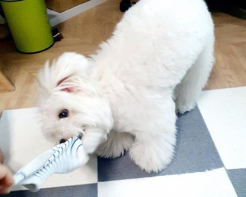 如何合理养护你的棉花面纱犬？（从喂养到训练，全面解析犬的养护技巧）