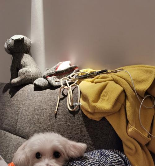 如何合理养护你的棉花面纱犬？（从喂养到训练，全面解析犬的养护技巧）
