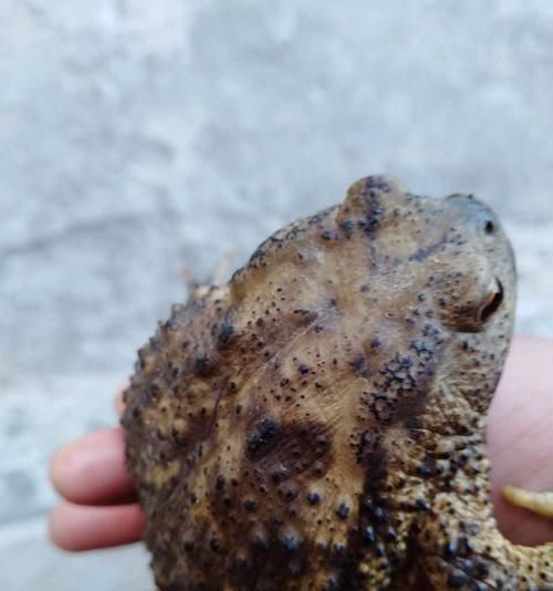 以花面蟾龟的饲养方法为主题的全面指南（宠物爱好者必备知识，让你打造健康快乐的花面蟾龟家庭）