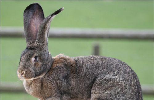 英国斑点兔的饲养全攻略（如何打造健康、快乐的宠物兔子生活）
