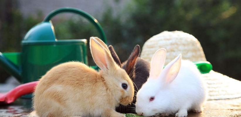 以力克斯兔为宠物的饲养方法（如何让你的力克斯兔健康成长）