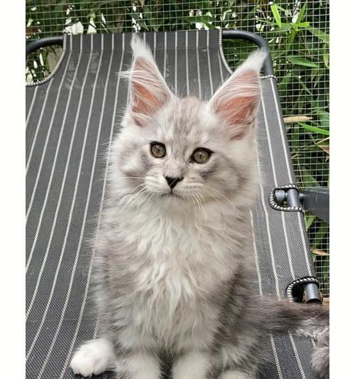 如何科学饲养缅因猫？（探秘缅因猫的生活习性及养护技巧）