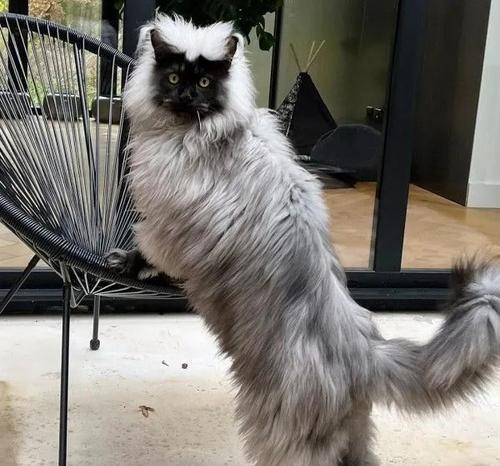 如何科学饲养缅因猫？（探秘缅因猫的生活习性及养护技巧）