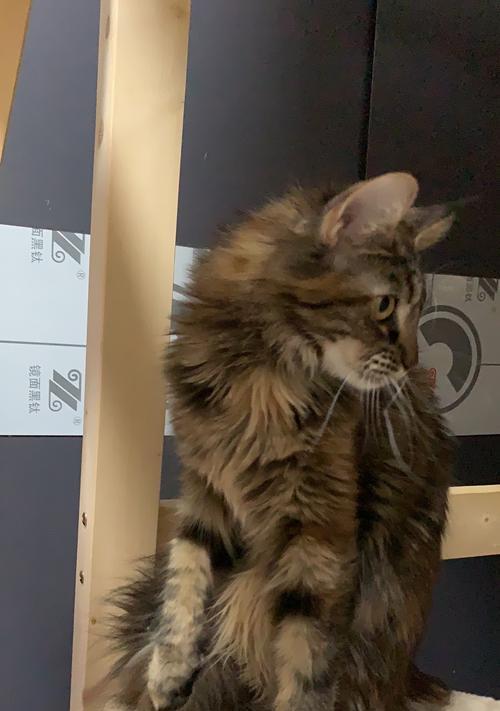 如何科学饲养缅因猫？（探秘缅因猫的生活习性及养护技巧）