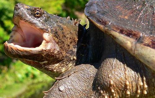 南美拟鳄龟的饲养方法（打造健康快乐的宠物生活）