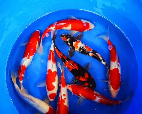 锦鲤鱼的饲养方法（从宠物到艺术品，打造属于你的锦鲤池塘）