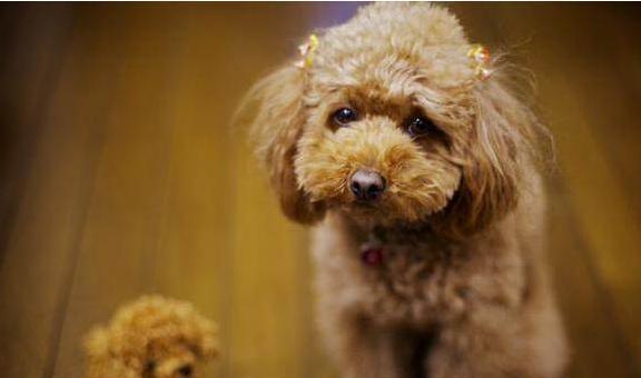 贵宾犬的饲养全指南（从选择到饲养，如何照顾你的贵宾犬）