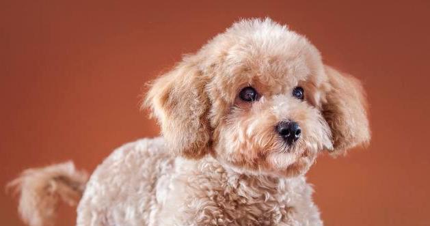 贵宾犬的饲养全指南（从选择到饲养，如何照顾你的贵宾犬）