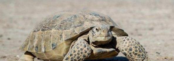 如何饲养沙漠地鼠龟？（打造宠物天堂，让沙漠地鼠龟健康成长）