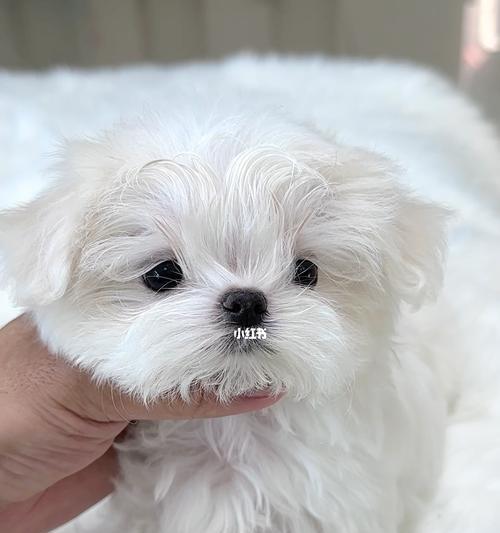 以棉花面纱犬为宠物的饲养指南（了解这种可爱的犬种，让您的宠物生活更美好）