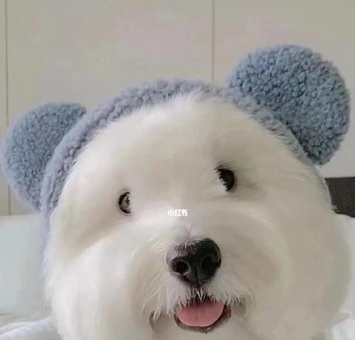 以棉花面纱犬为宠物的饲养指南（了解这种可爱的犬种，让您的宠物生活更美好）
