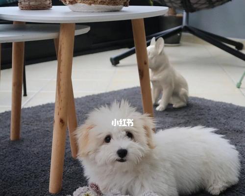以棉花面纱犬为宠物的饲养指南（了解这种可爱的犬种，让您的宠物生活更美好）