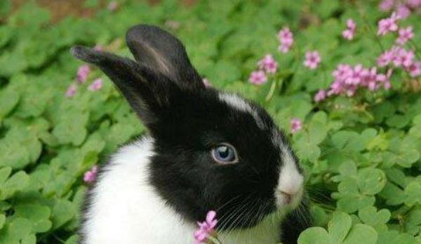 如何饲养新英格兰棉尾兔？（以宠物为主，让你的兔子健康快乐）