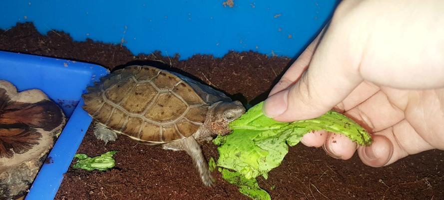 马来西亚巨龟的饲养方法（从宠物到家庭成员，养护马来西亚巨龟的技巧）