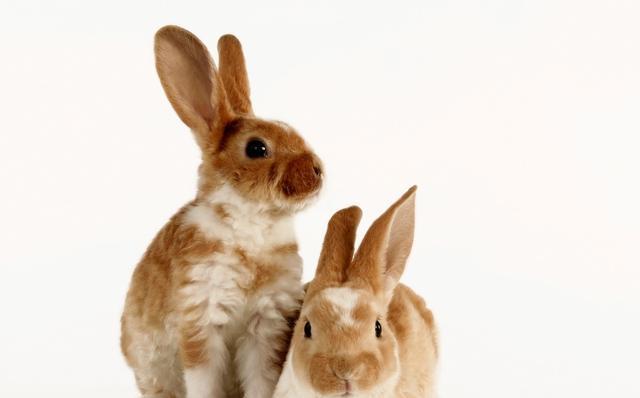 英国银兔的饲养方法详解（宠物兔的日常护理与健康保养）