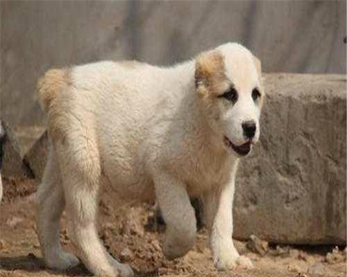 如何正确饲养中亚牧羊犬（了解中亚牧羊犬的性格和饲养要点，让它成为你的忠实伴侣）