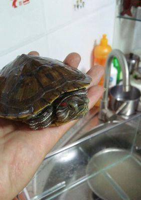 长颈龟的饲养全攻略（从宠物爱好者到合格饲养者，你需要了解的一切）