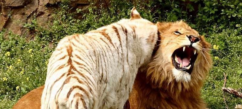 鬼獒饲养指南——打造健康宠物生活（探索鬼獒的特性与养护方法，共创和谐互动）