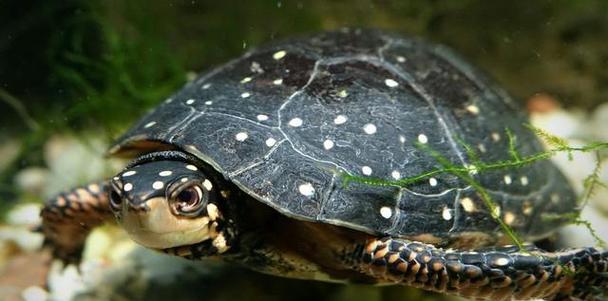 如何饲养以腊戍拟水龟（打造最完美的宠物水龟，）
