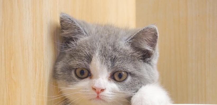 如何正确饲养英国短毛猫？（从喂养到护理，这些重要知识不容错过！）