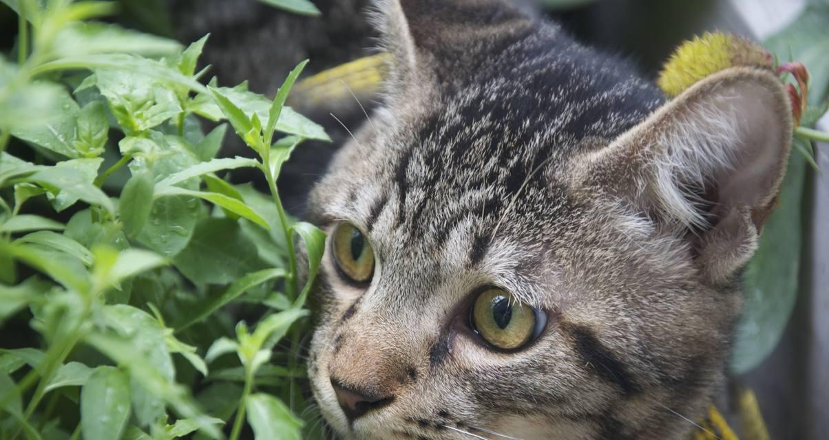 中国狸花猫的饲养方法（以宠物为主，让爱与关怀伴随它一生）