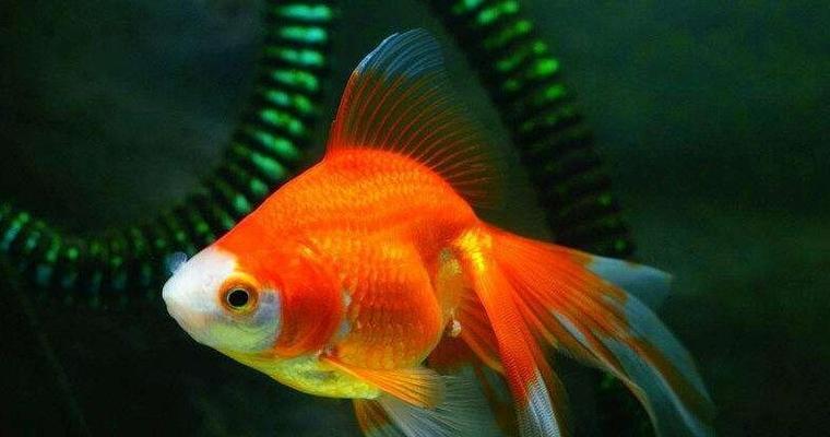 红虎头金鱼的饲养方法（打造健康快乐的宠物生活）